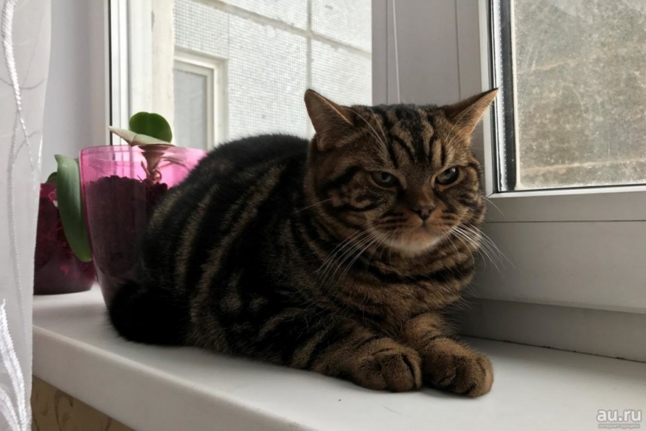 Шотландский прямоухий котенок полосатый серый