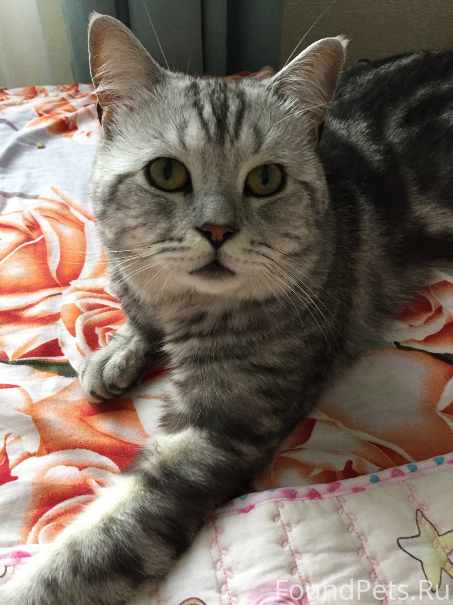 Скоттиш страйт мраморный