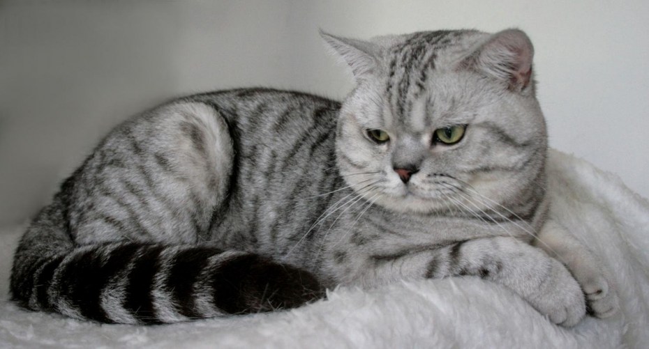 Британский кот вискас