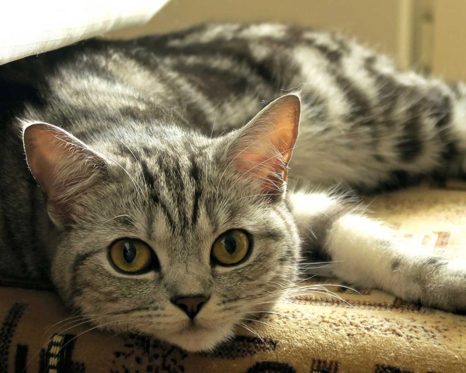 Шотландский прямоухий кот Рябой окрас