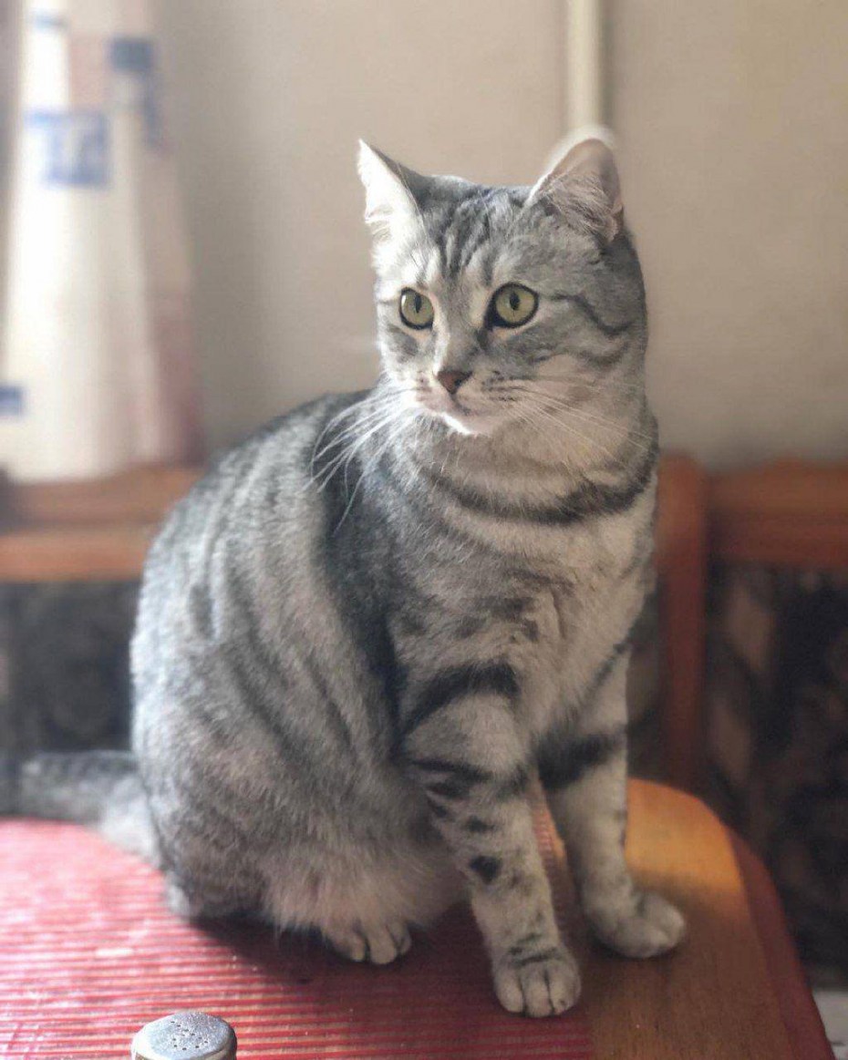Большой шотландский кот прямоухий