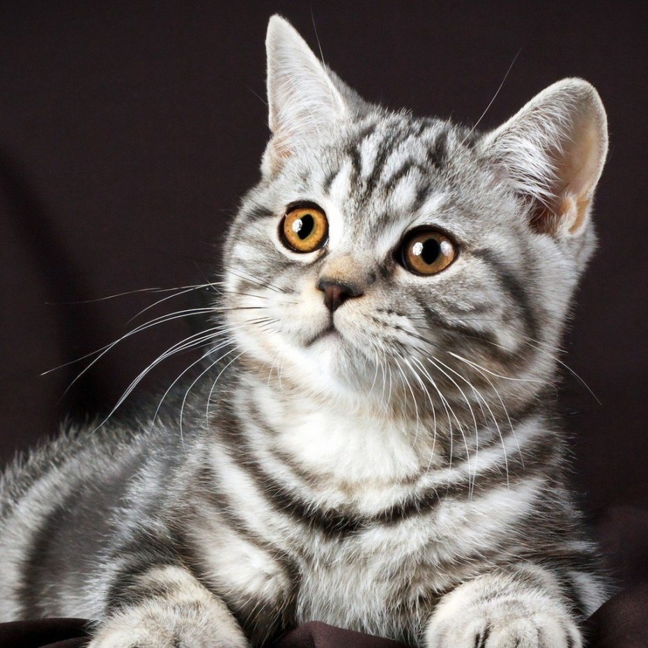 Котята Шотландские голубой тэбби