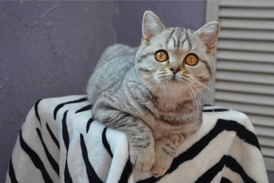 Британский короткошерстный кот полосатый