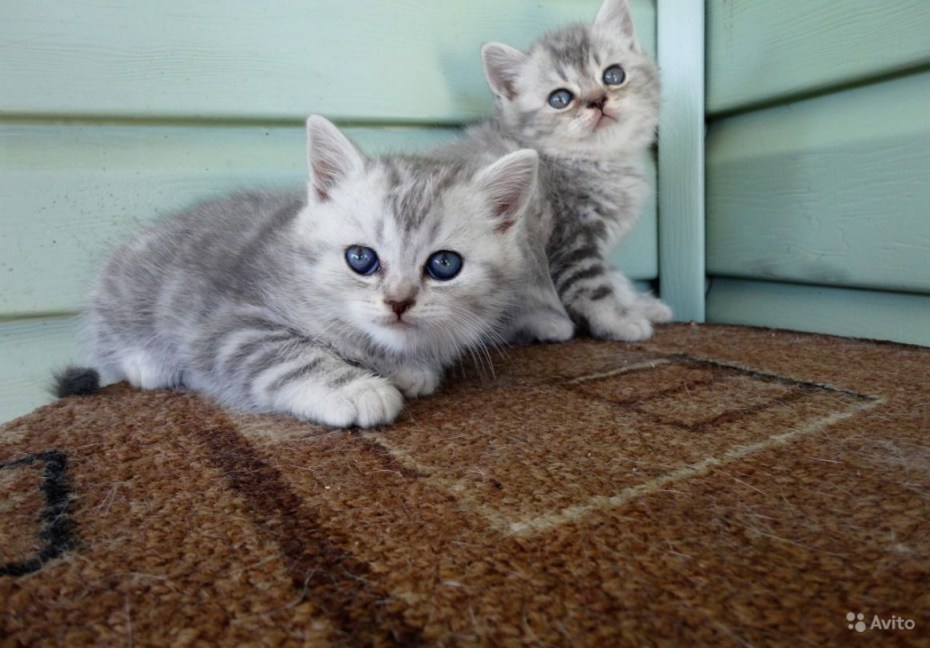 Кот шотландец прямоухий полосатый