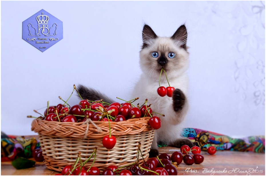 Невская маскарадная Балинезийская