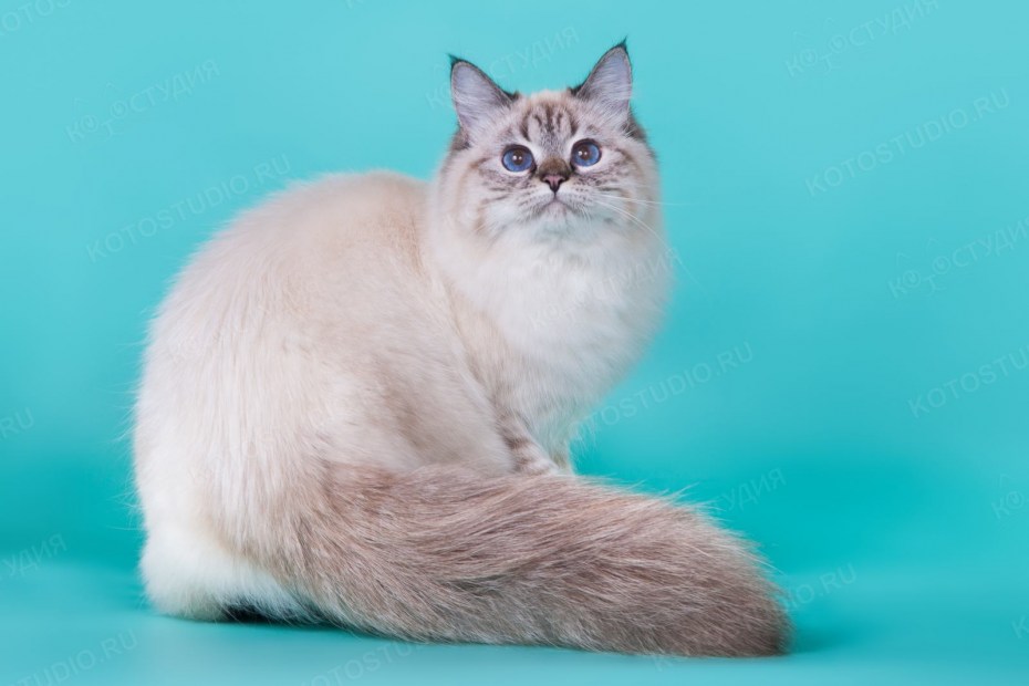 Невская маскарадная котенок 1 месяц