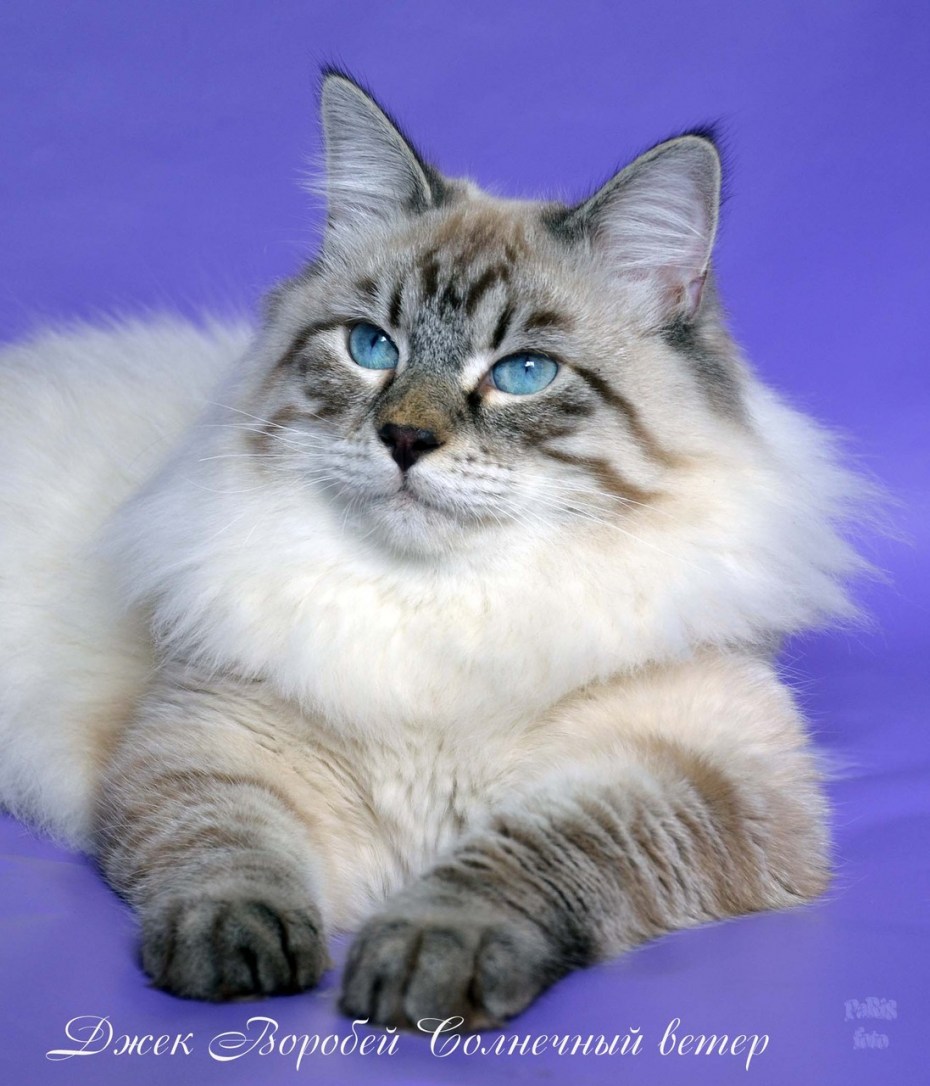 Невская маскарадная кошка