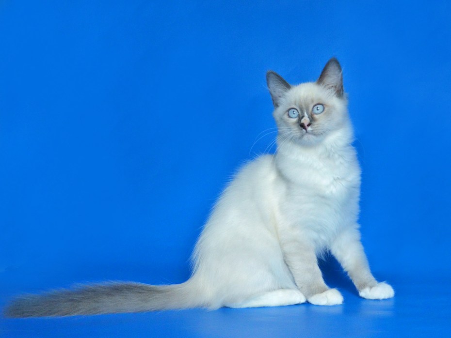 Невская маскарадная кошка коричневая