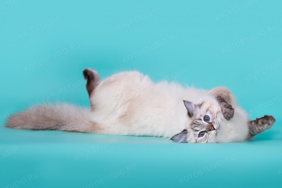 Невские маскарадные коты