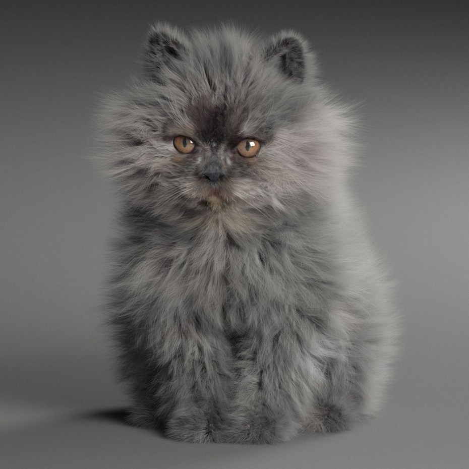 Персидский кот серый длинношерстный
