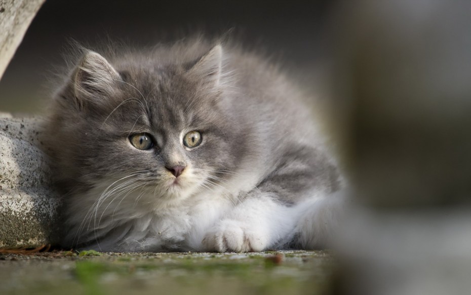 Котёнок серый норвежский Лесной
