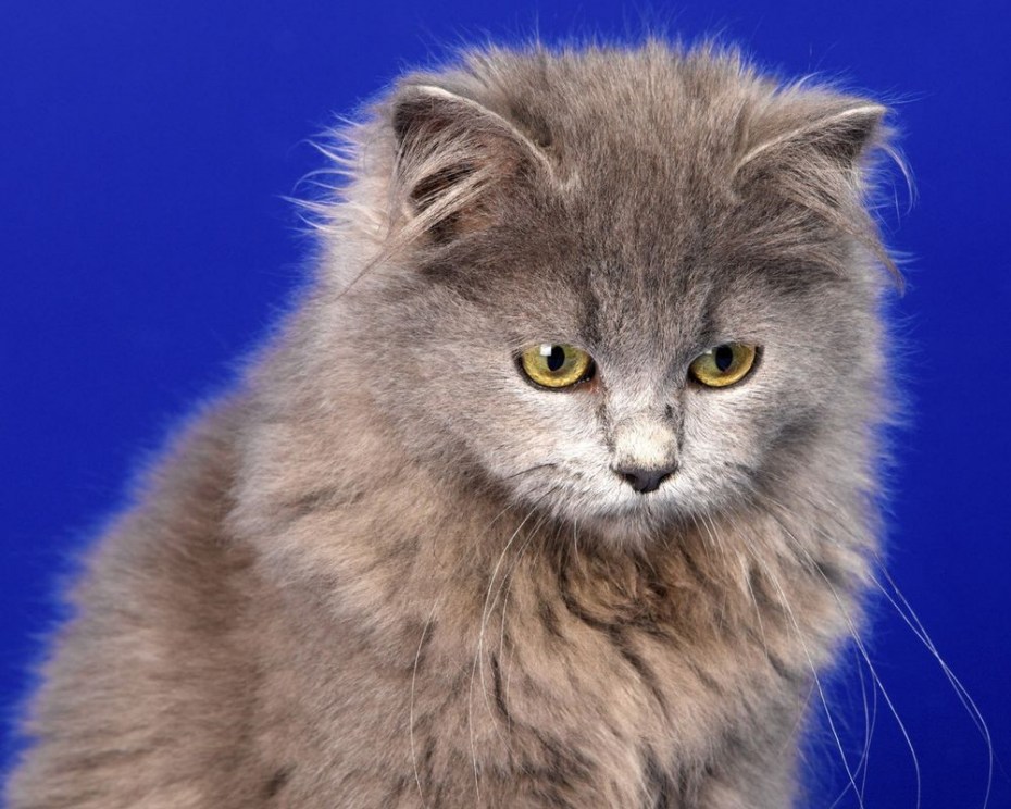 Сибирский кот серый длинношёрстный
