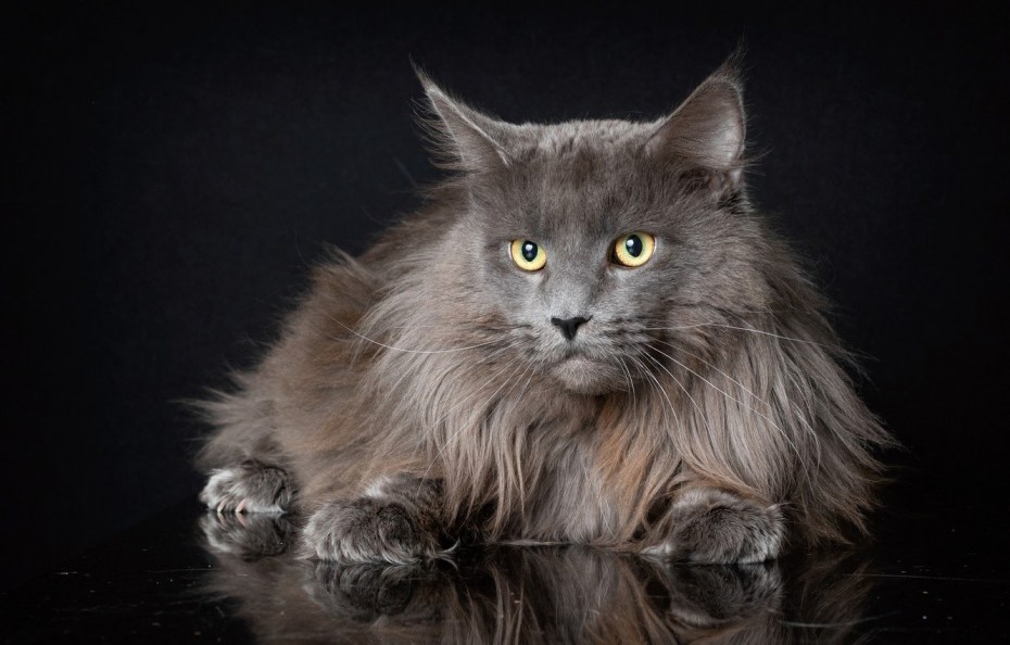 Коты Мейн кун