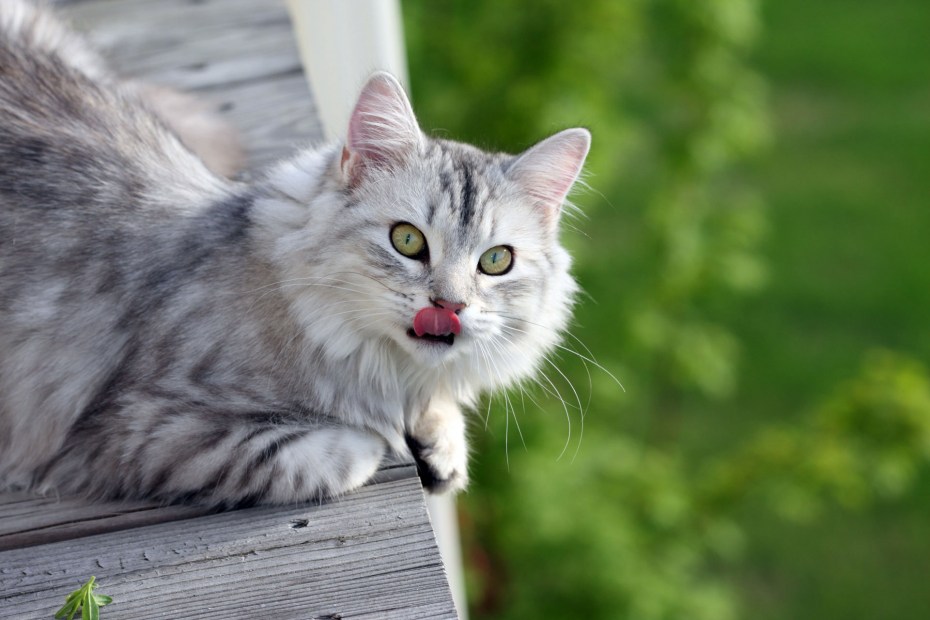 Кошка серая
