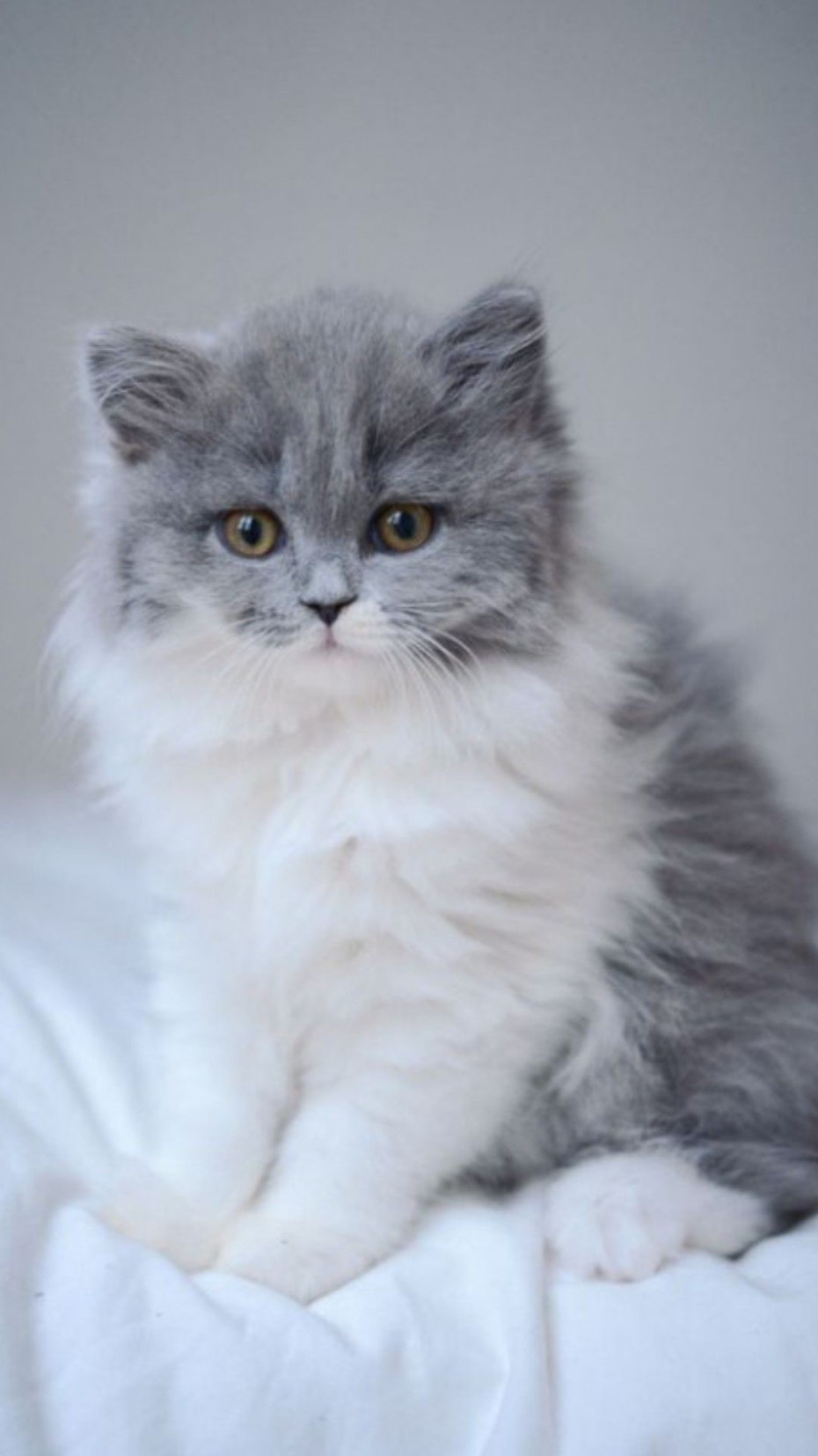 Сибирская кошка серая дымчатая