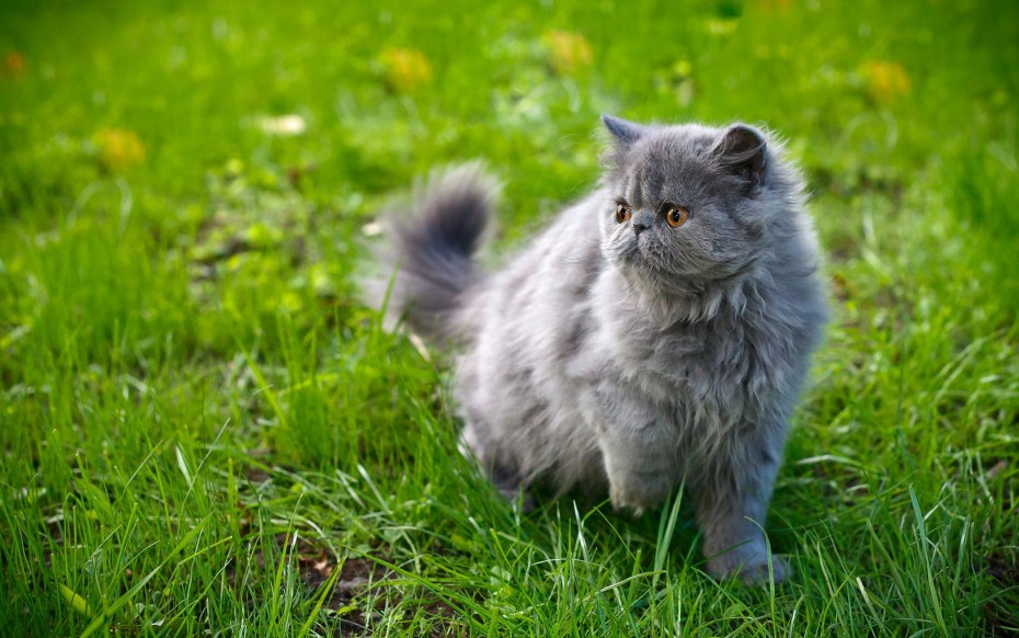 Сибирский кот дымчатый полосатый