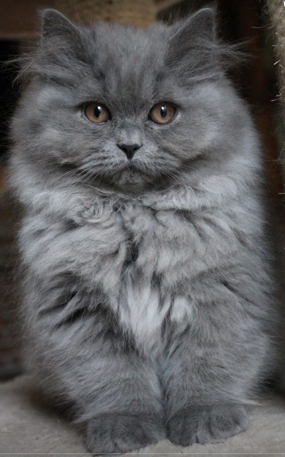 Персидско Сибирская кошка серая