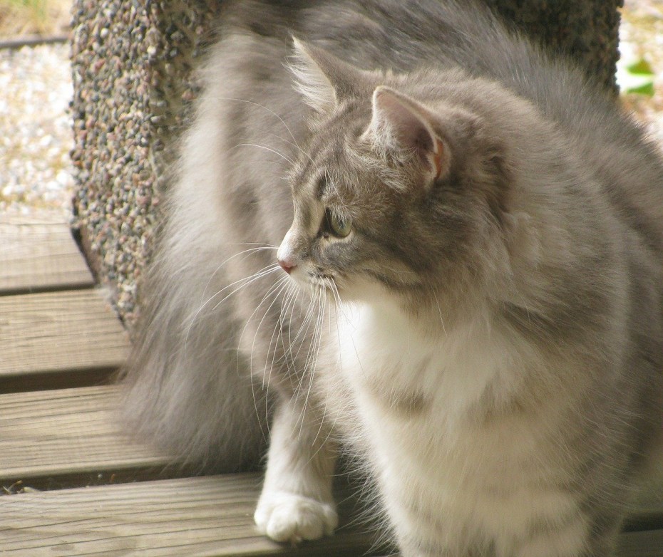 Кот Сибирский Нибелунг