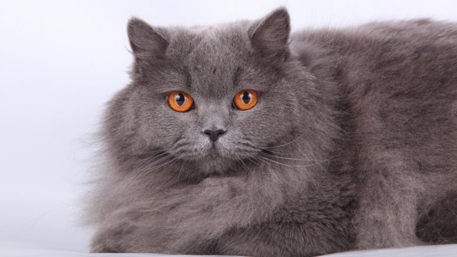 Сибирская пуховая кошка