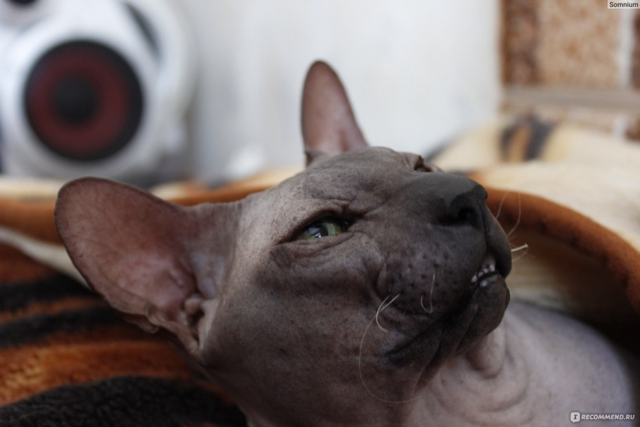 У котенка сфинкса черные зубы