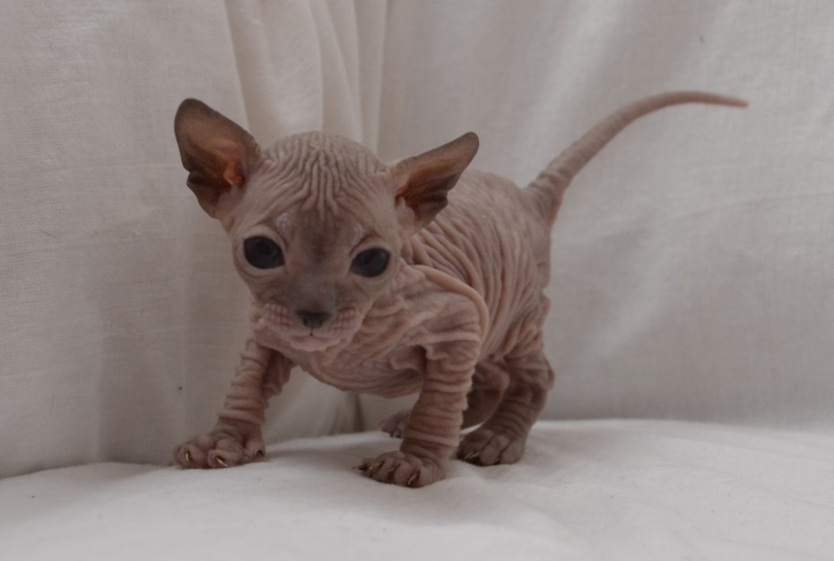 Сфинксы котята 1.5 месяца браш