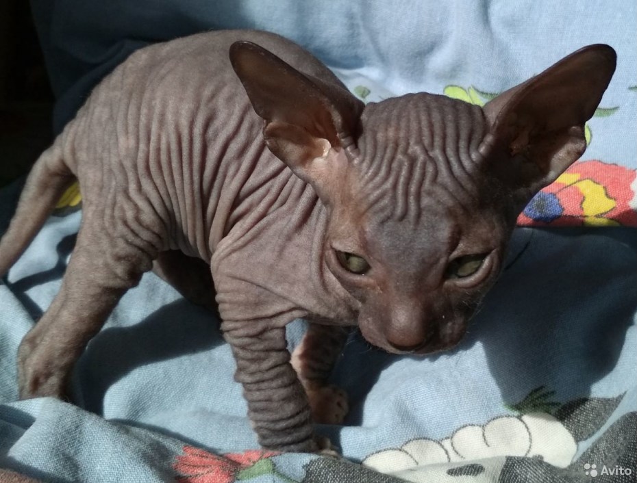 Сфинкс кошка фото