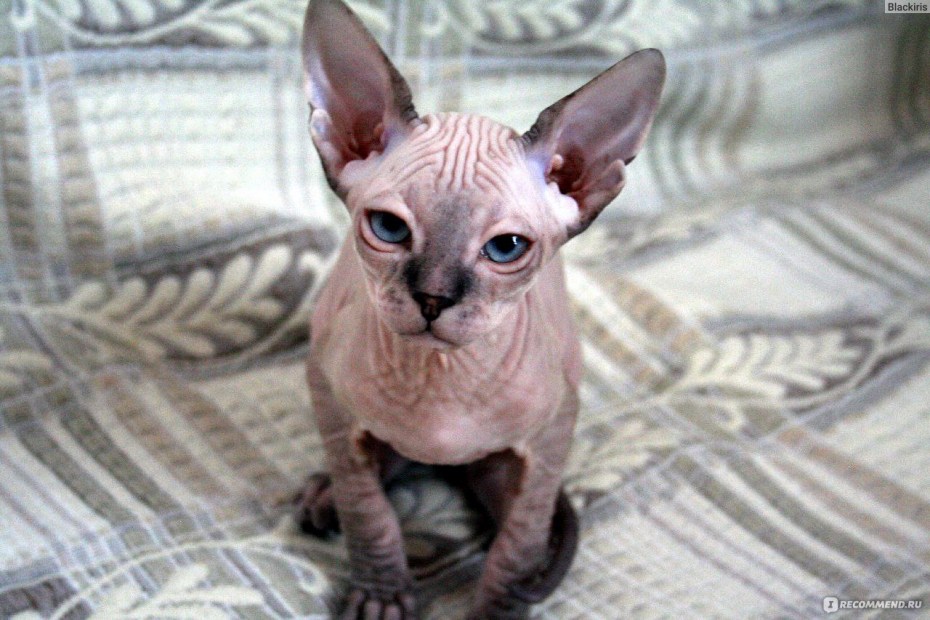 Чёрный сфинкс кошка