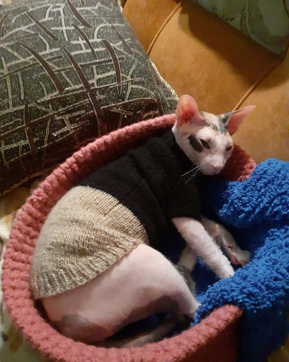 Коты сфинксы