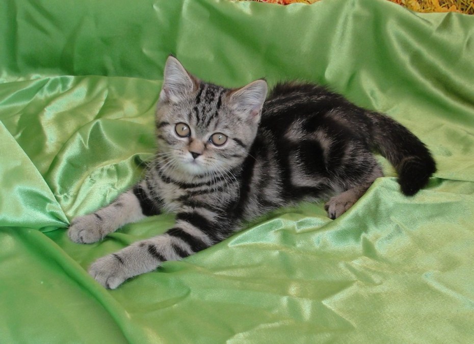 Британский кот мраморный кофейный окрас