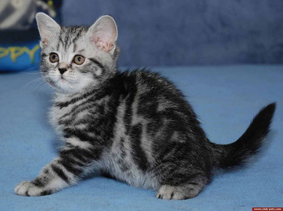 Шотландский страйт мраморный котенок
