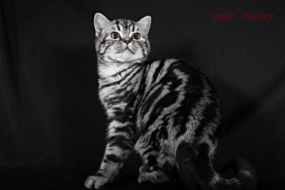 Шотландская вислоухая кошка