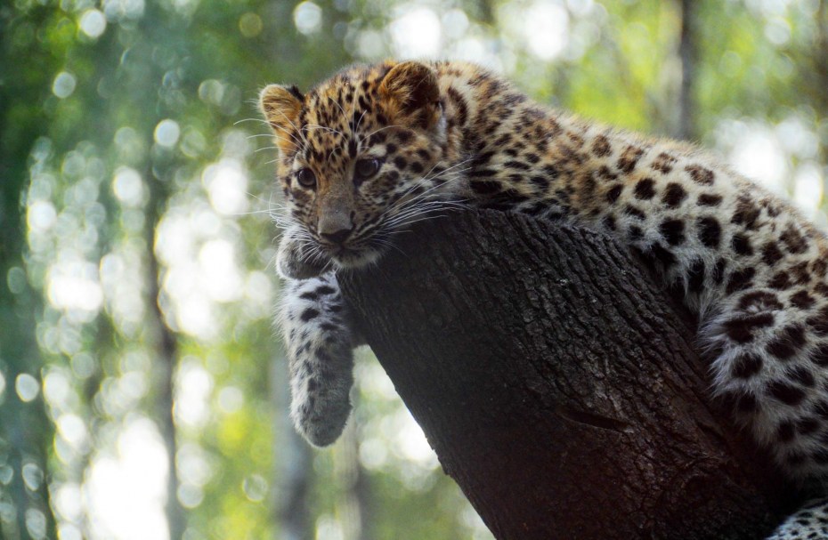 Дальневосточный (Амурский) леопард (Panthera pardus orientalis)