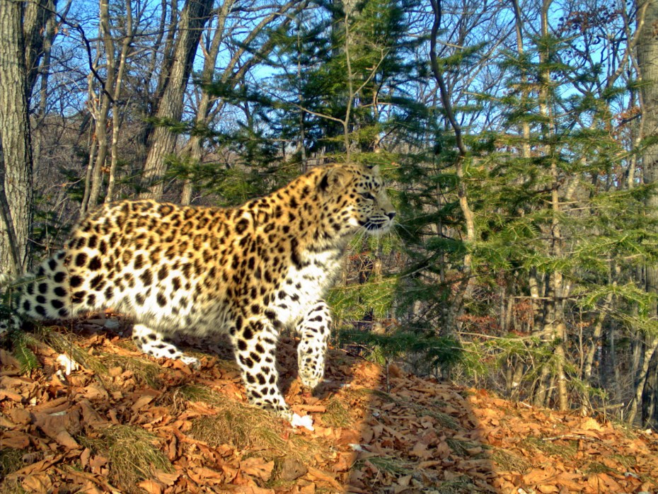 Дальневосточный Лесной кот в земле леопарда