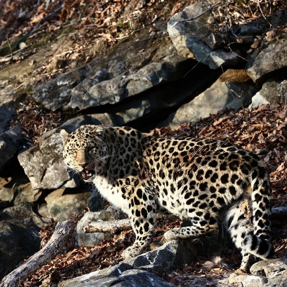Амурский гепард