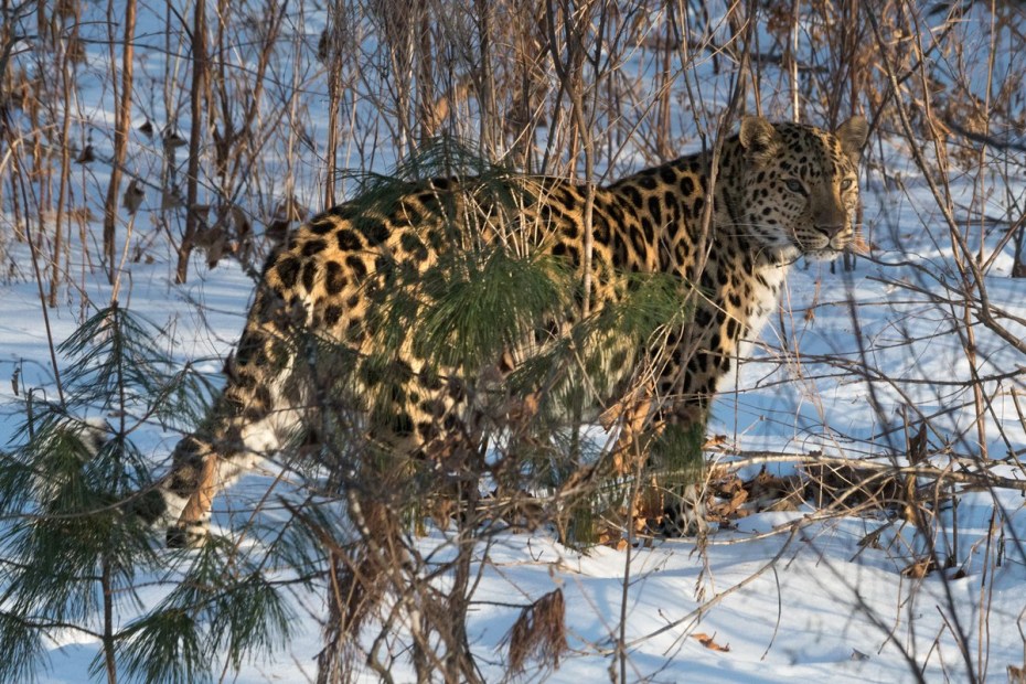 Дальневосточный леопард (Panthera pardus orientalis)