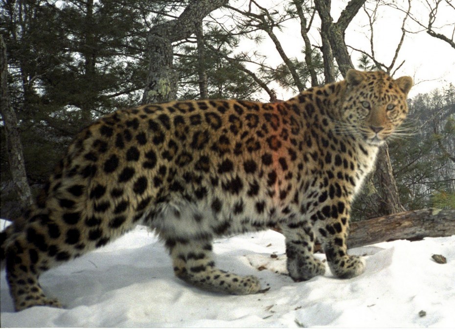 Леопард Дальневосточный Амурский