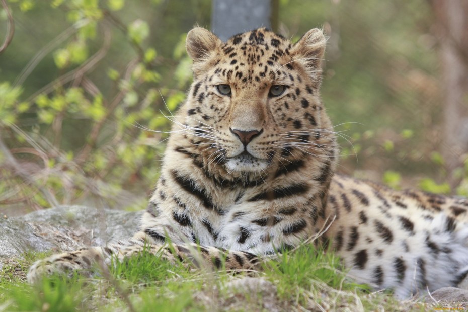 Дальневосточный (Амурский) леопард или Panthera pardus orientalis