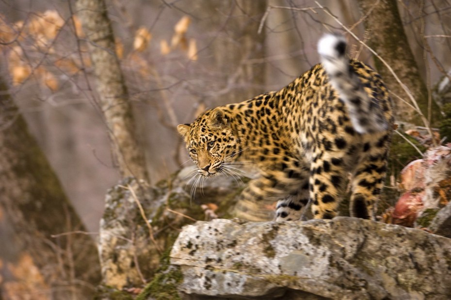 Дальневосточный леопард (Panthera pardus orientalis)