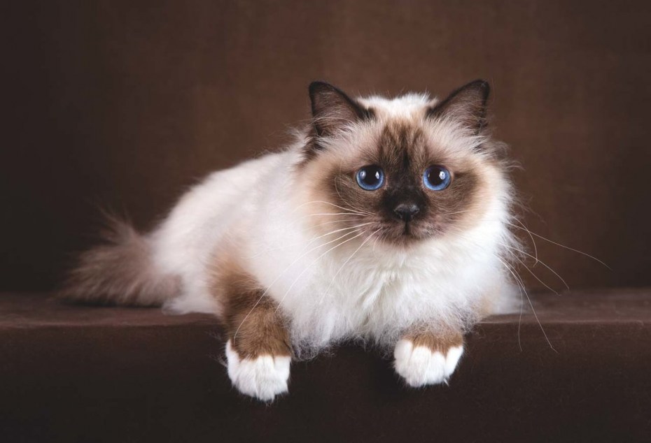 Священная Бирма кошка