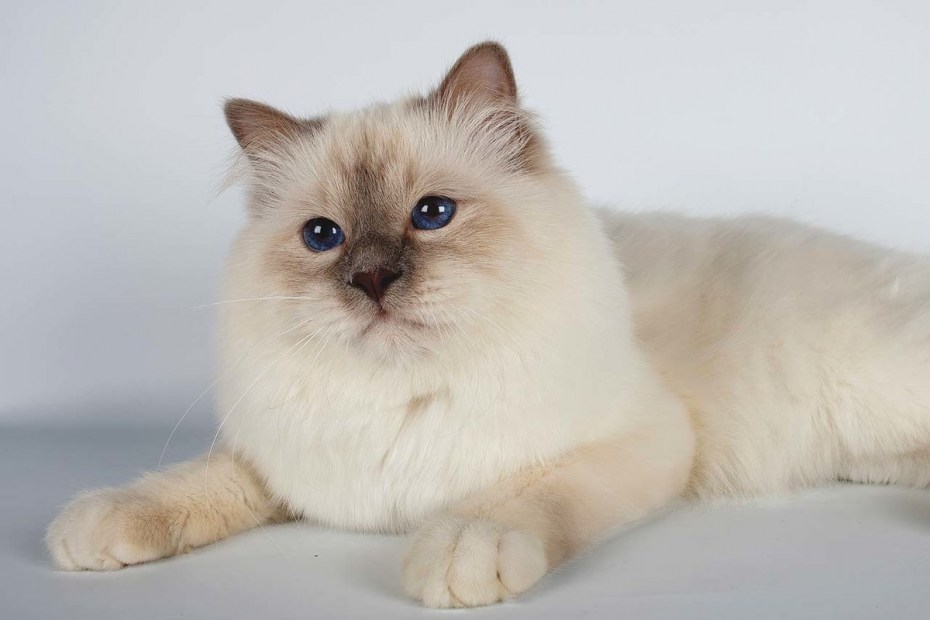 Кот породы Священная Бирма