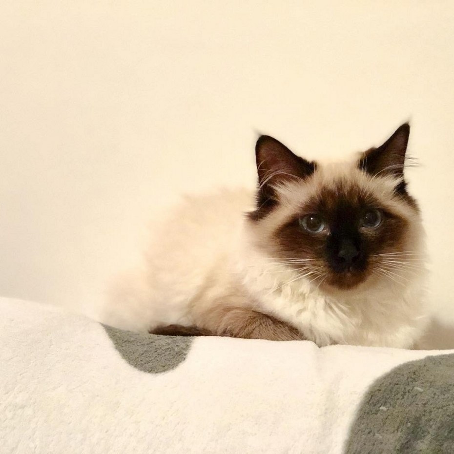 Бирманская кошка котята