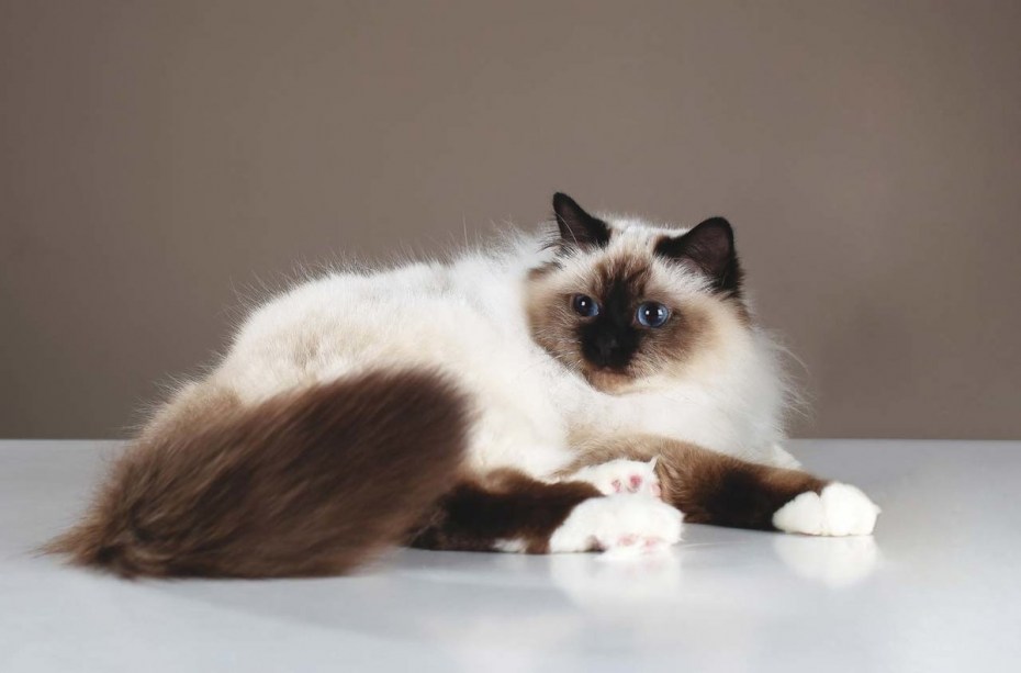 Балинезийская кошка