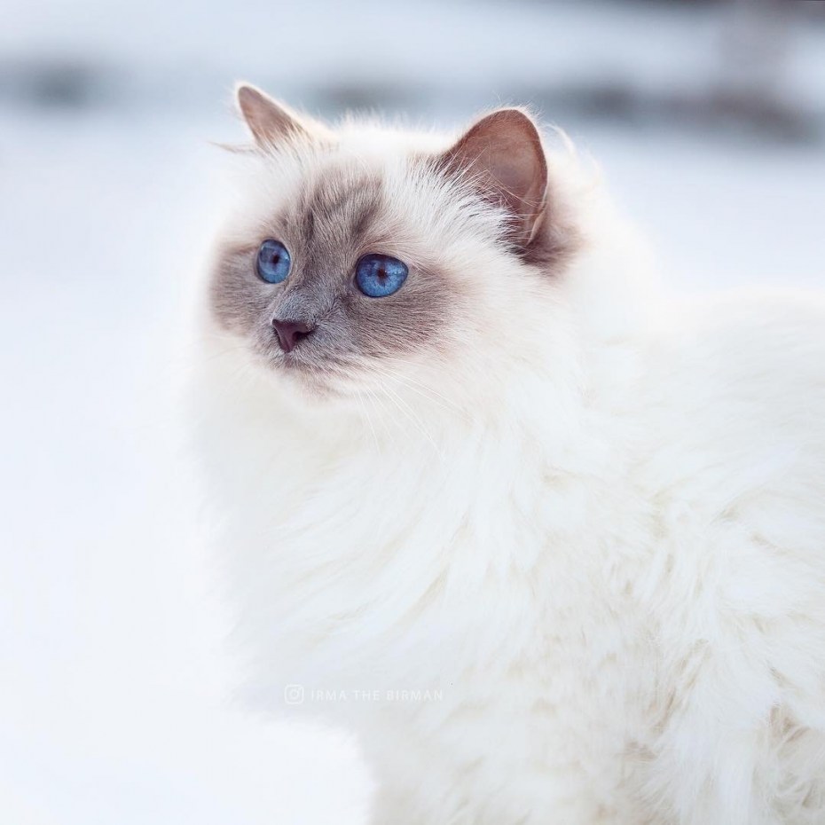 Бирманская кошка котята