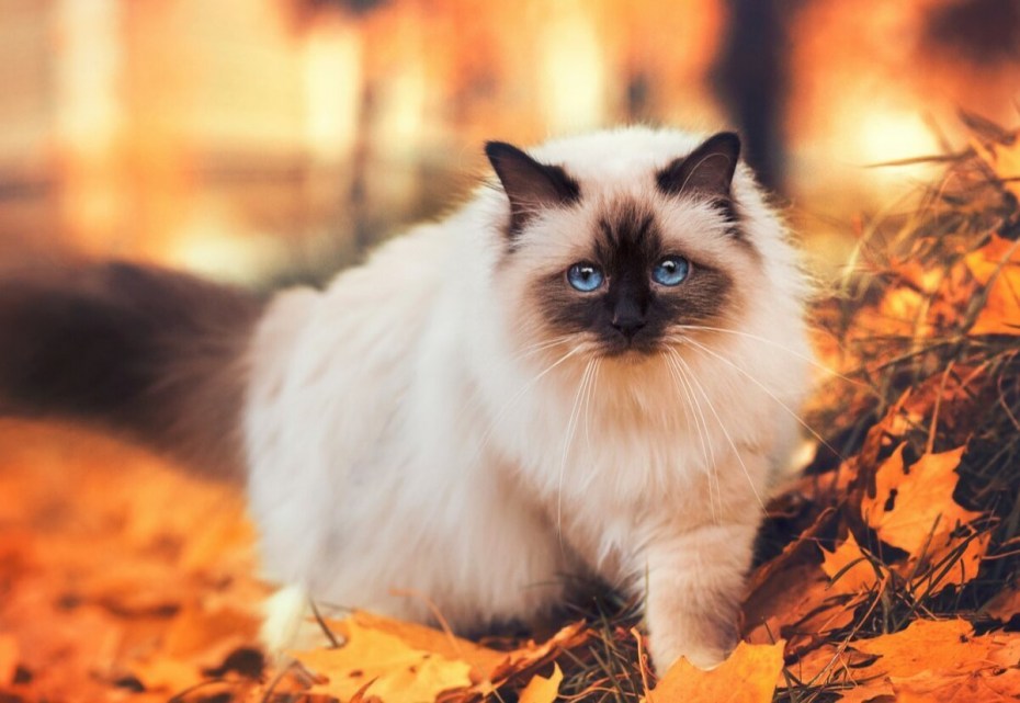 Бирманская кошка котята
