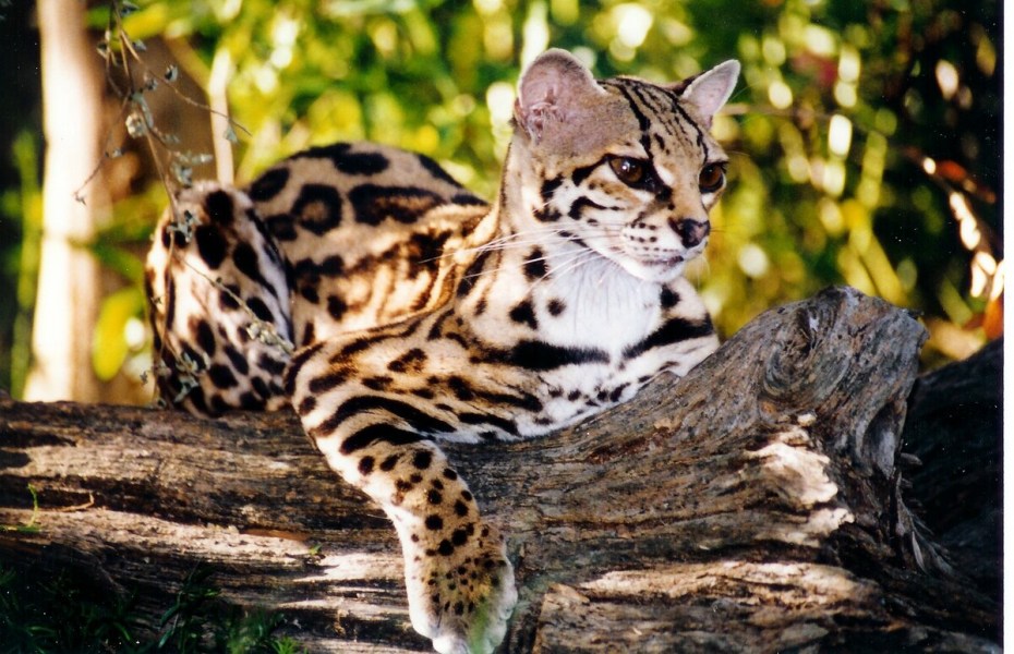 Длиннохвостая кошка Маргай