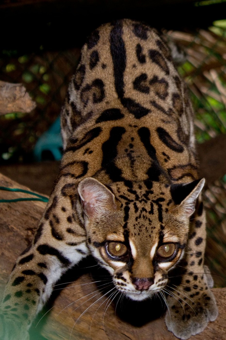 Чилийская кошка (кодкод) (leopardus guigna)