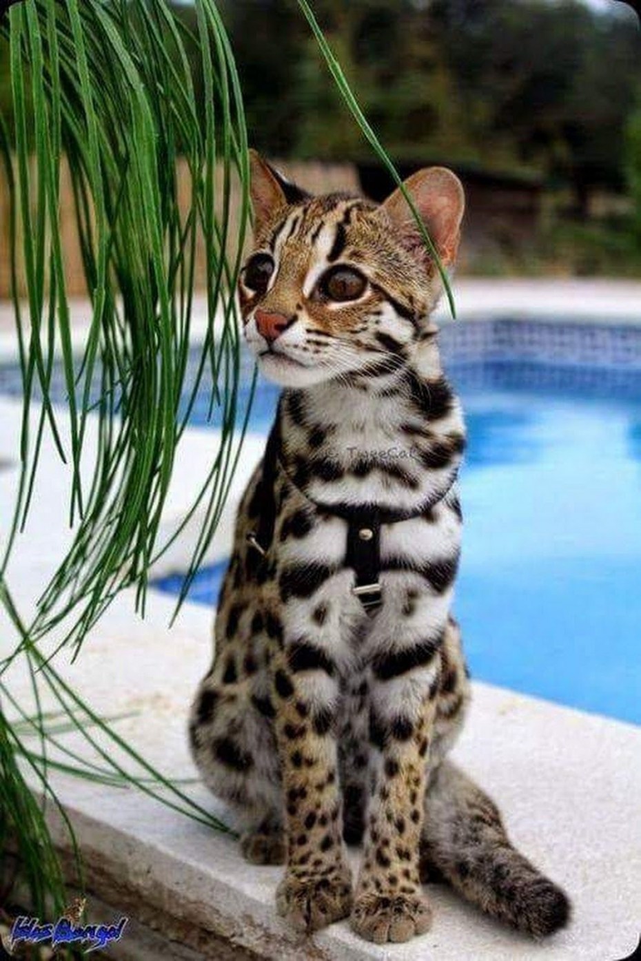 Бенгальский кот Оцелот