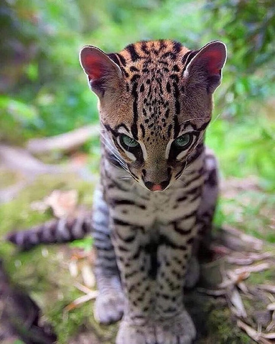 Никарагуанский Оцелот