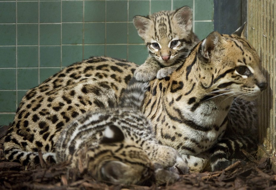 Оцелот (leopardus pardalis)