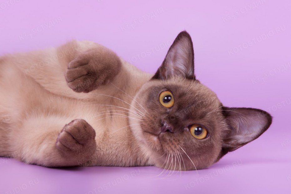 Бурманская кошка котята